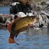 Avatar for user FisherPete