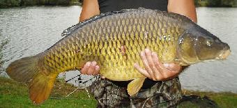 Common Carp