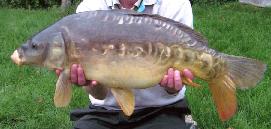 Mirror Carp