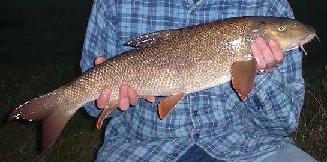 Barbel