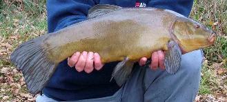 Tench
