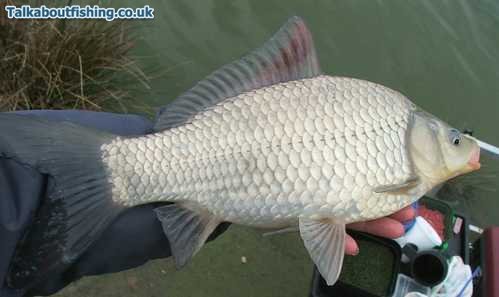 F1 Carp